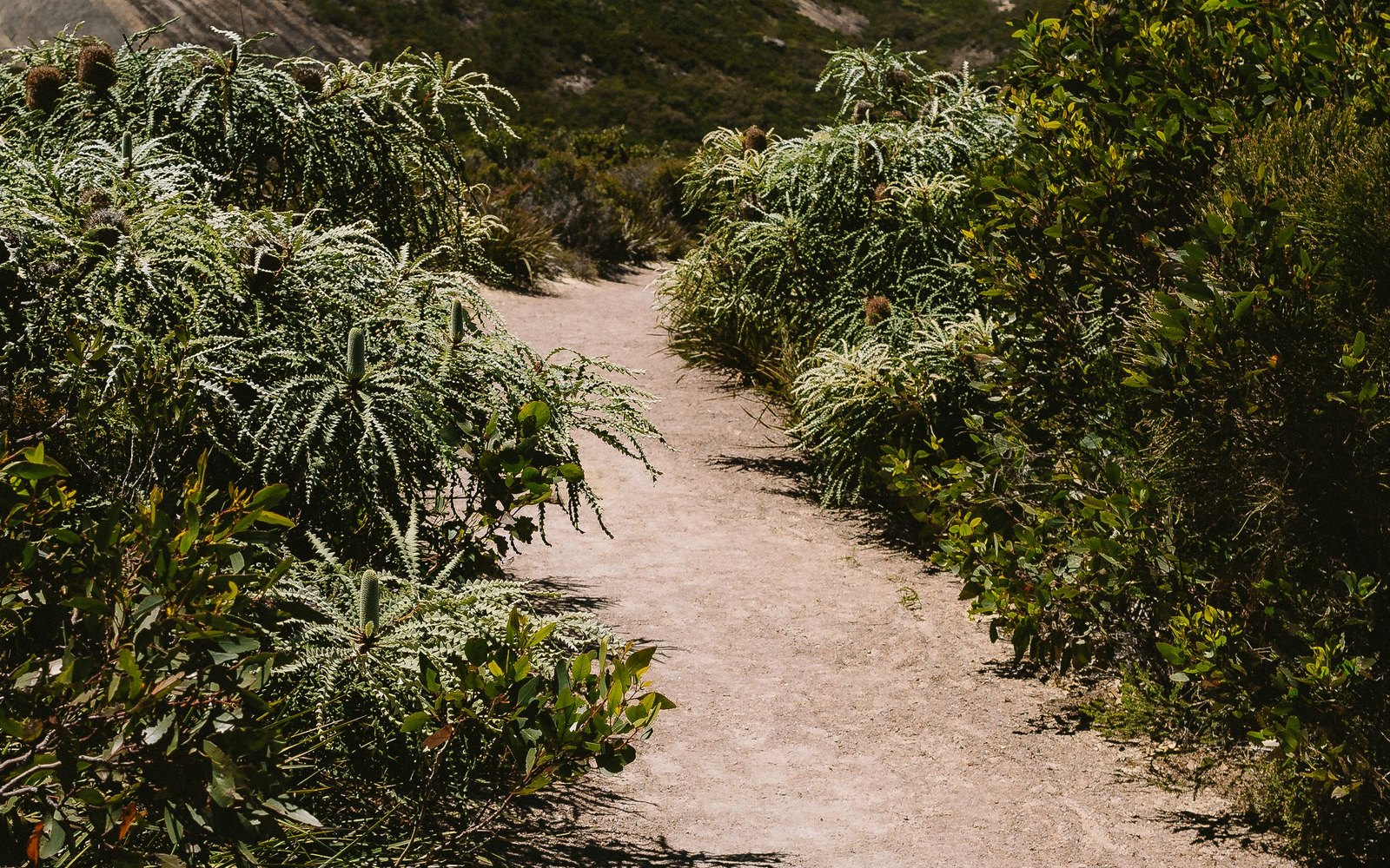 Stock photograph representing a sandy walking trail through Western Australian coastal vegetation