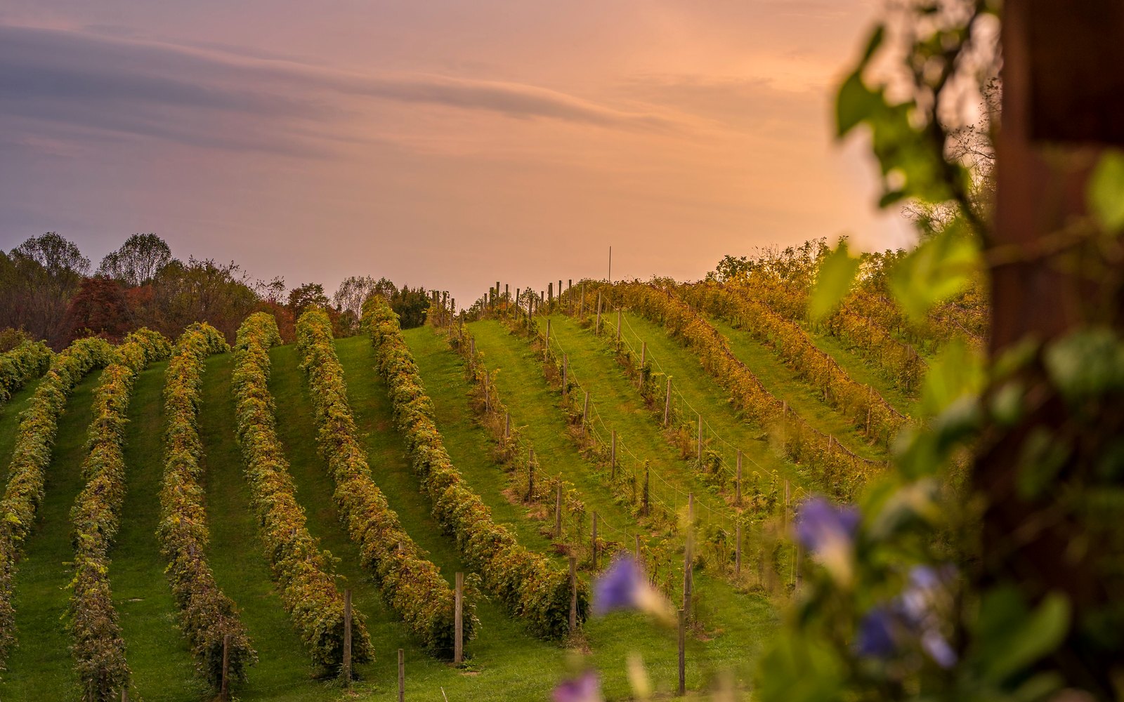 Stock photograph representing vineyard rows at sunset