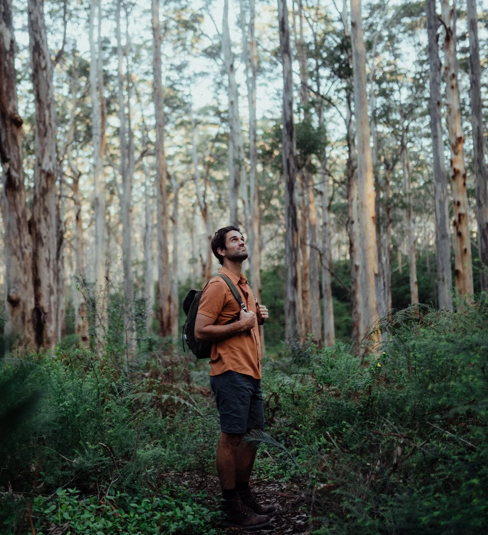 Walker among the tall trees of Boranup Forest in the Margaret River region